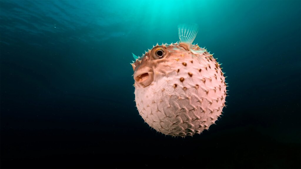 A Surprising Pufferfish Secret Could Help Treat Lazy Eye