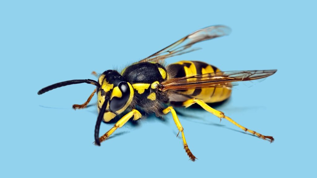 Everything You Need to Know About Wasp Stings