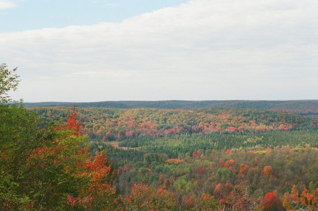 How I Optimized My Leaf Raking Strategy Using Linear Programming