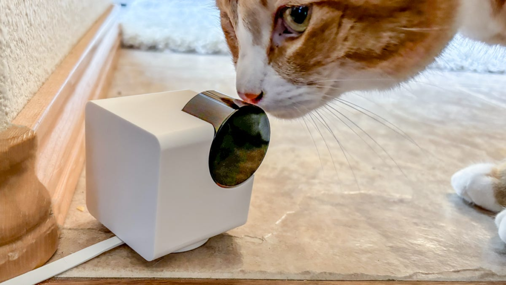 Best Home Pet Cameras of 2026: Watch From Anywhere Best Home Pet Cameras of 2026: Watch From Anywhere