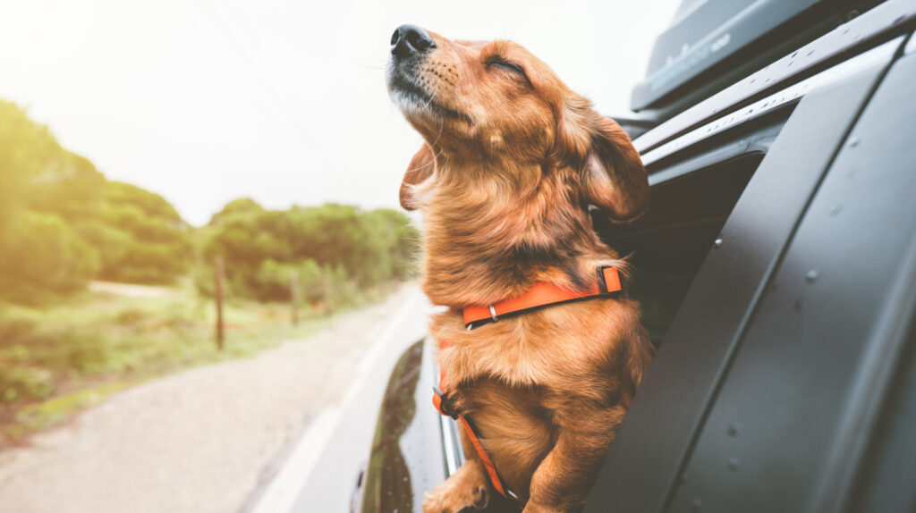 It's Just Me And The Dog, I Want Something Fun To Drive! What Should I Buy?