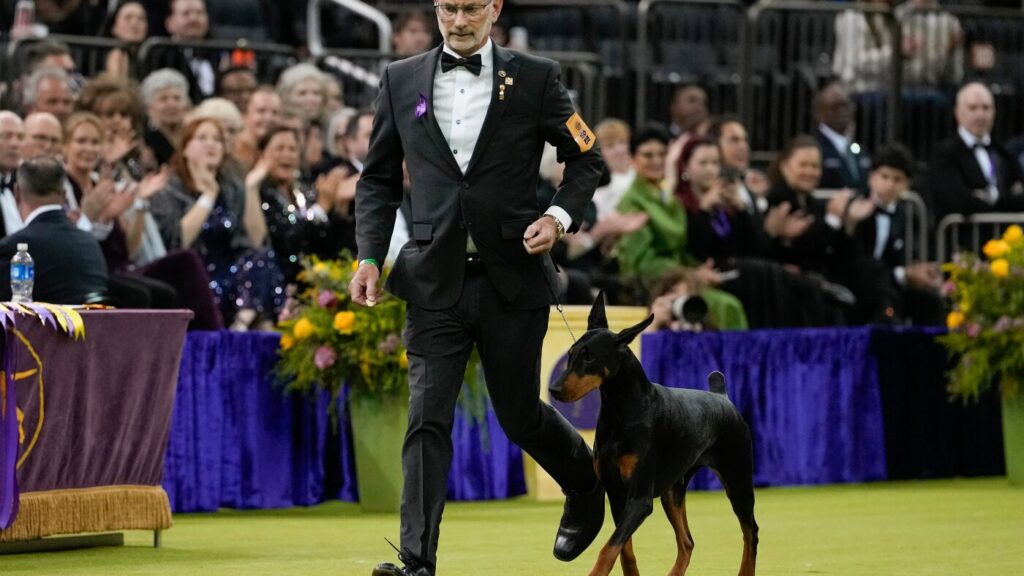 Penny the Doberman pinscher wins the 150th Westminster dog show : NPR Penny the Doberman pinscher wins the 150th Westminster dog show : NPR