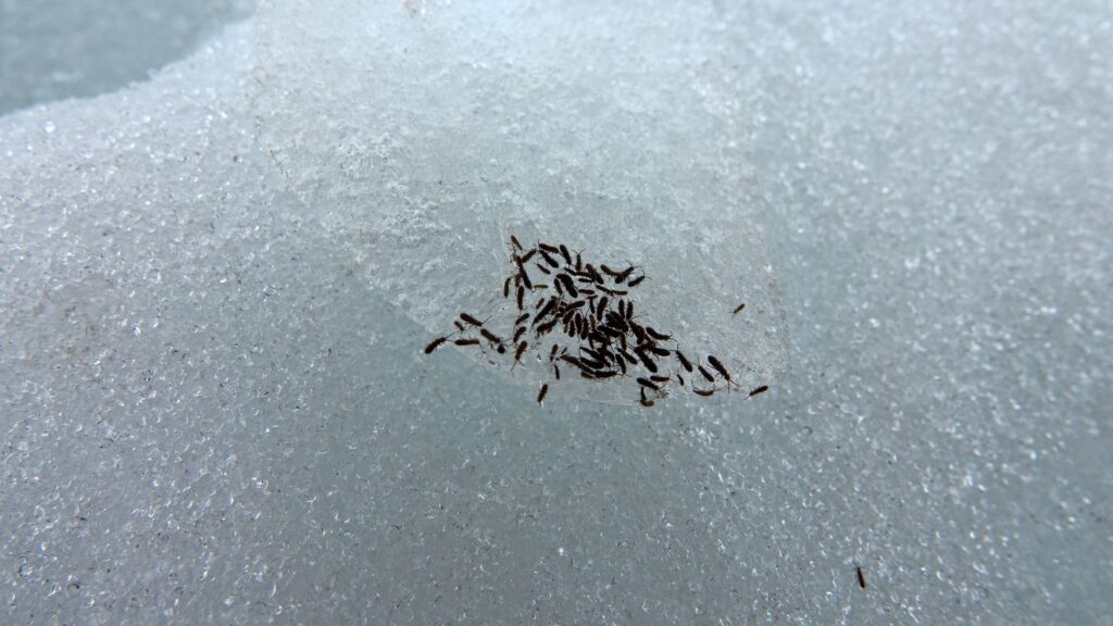 What are 'snow fleas' and should you be concerned? I asked a pest expert to explain