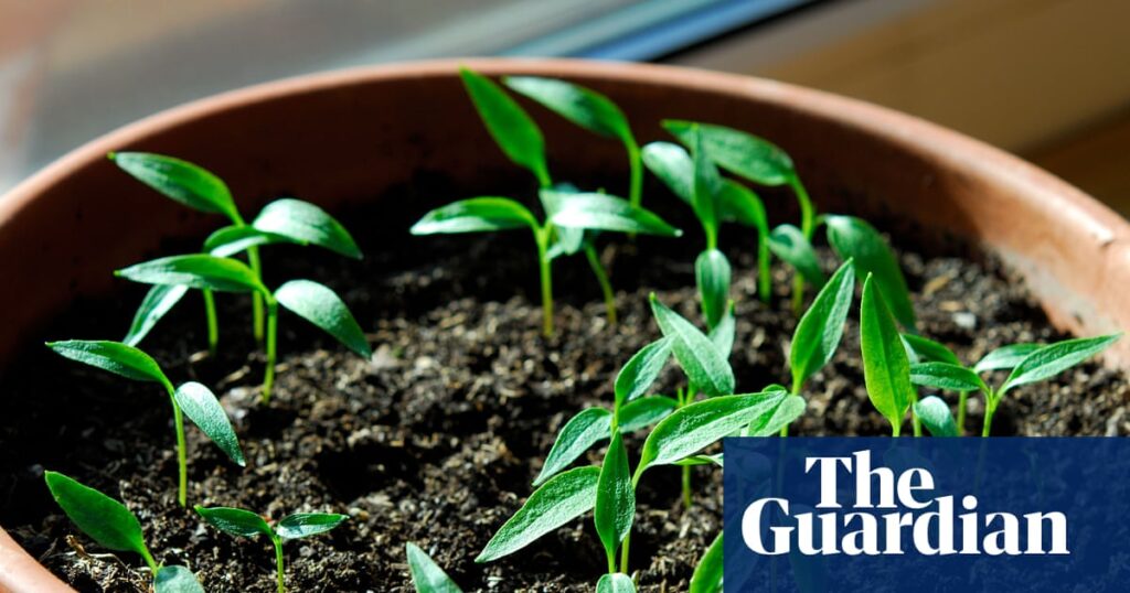 When it comes to preparing seeds for your garden, you’ll reap what you sow | Gardening advice