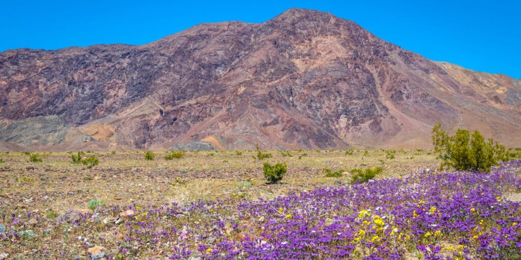 Best US National Parks in Spring, From Woman Who's Visited All of Them
