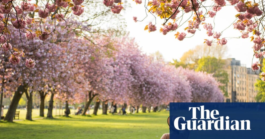 Cherry blossom: why is the fragrant springtime flower causing such a stink? | Life and style