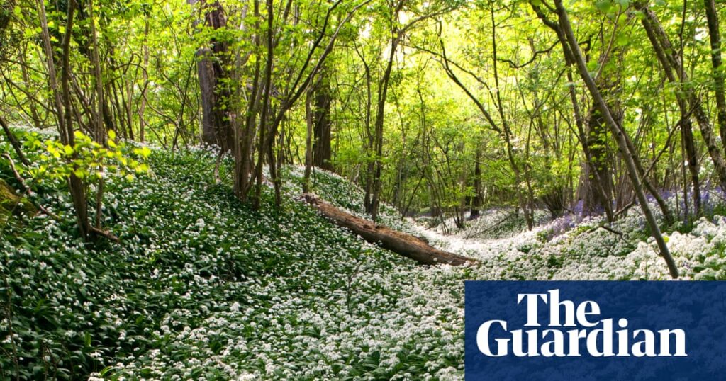 Forget daffs – it’s edible alliums like wild garlic that spell spring in the garden for me | Gardening advice