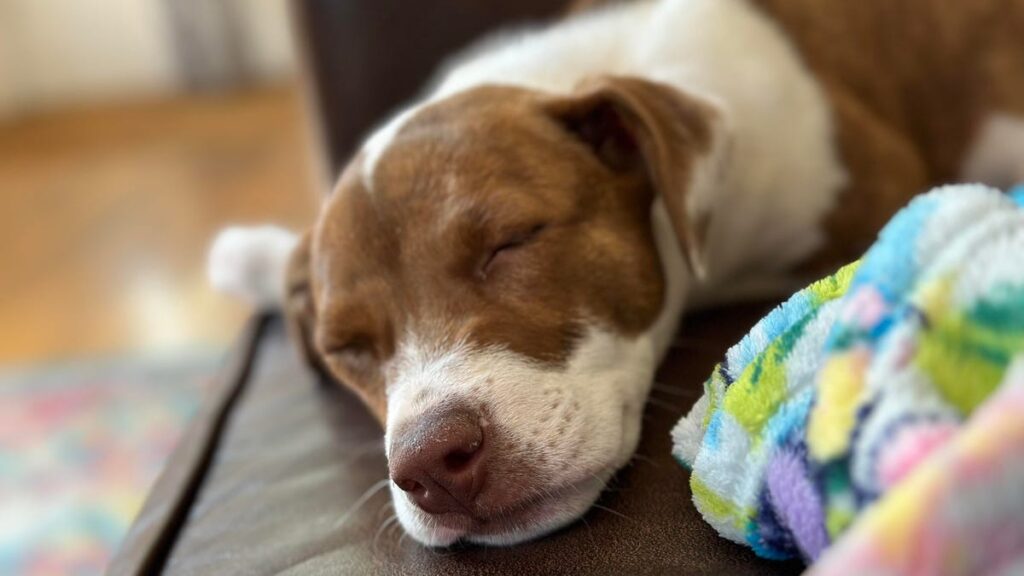 Here’s How to Turn Your Favorite Pet Photo Into a Cute iPhone Emoji A white and brown dog