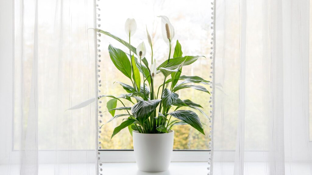 How to revive a drooping peace lily: Expert-approved steps for a fast recovery