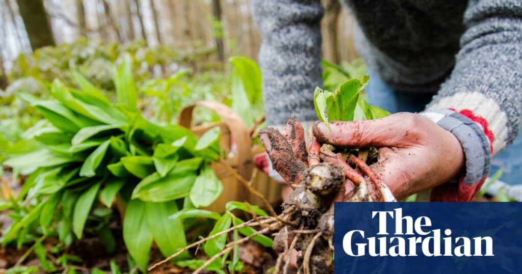 Is foraging really feasible to feed myself? | Food Is foraging really feasible to feed myself? | Food