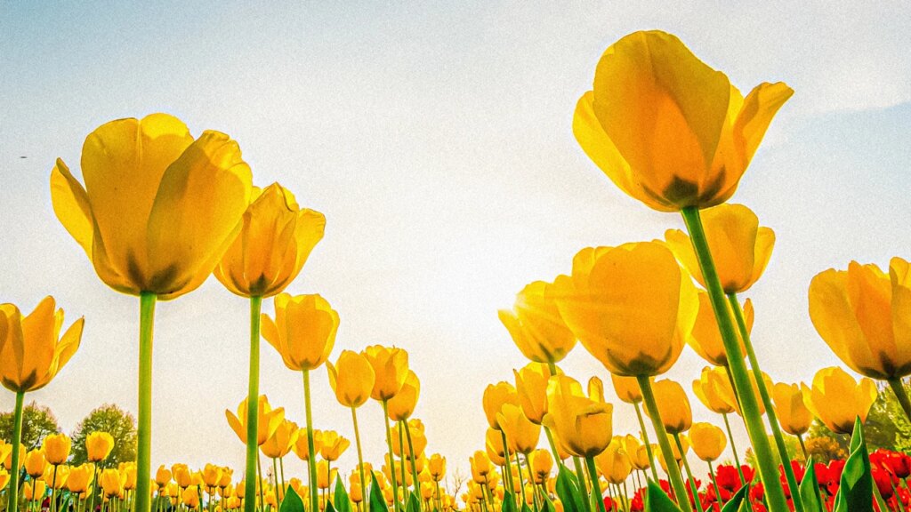 Spring equinox 2026: Time, meaning, and the science behind the turning of the seasons