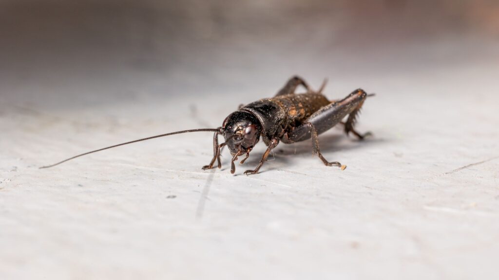 Why crickets are hiding in your home — and how to deter them