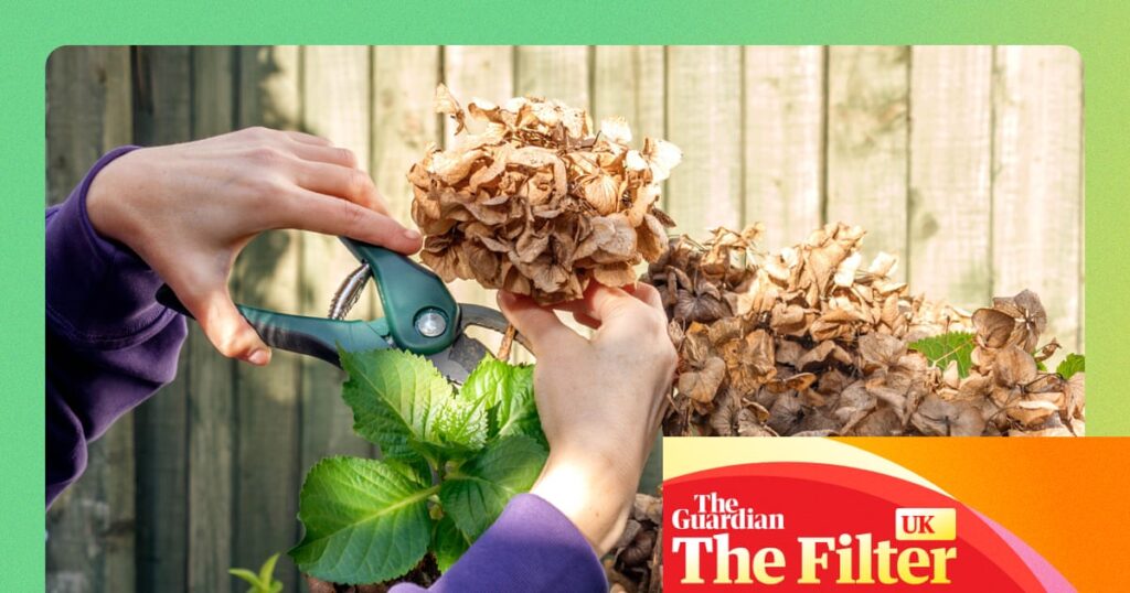 ‘Cheap as chips and save backache’: gardening pros on the tools they can’t live without | Gardening advice