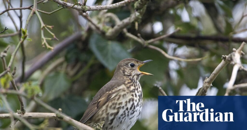 ‘That thrush just did something incredible’: tuning in to bird calls on a North York Moors walk | Yorkshire holidays