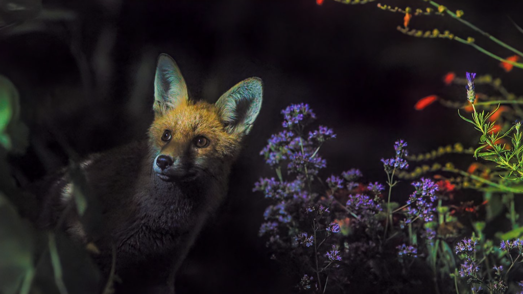 How to watch 'Secret Garden' online – stream Sir David Attenborough nature series from anywhere