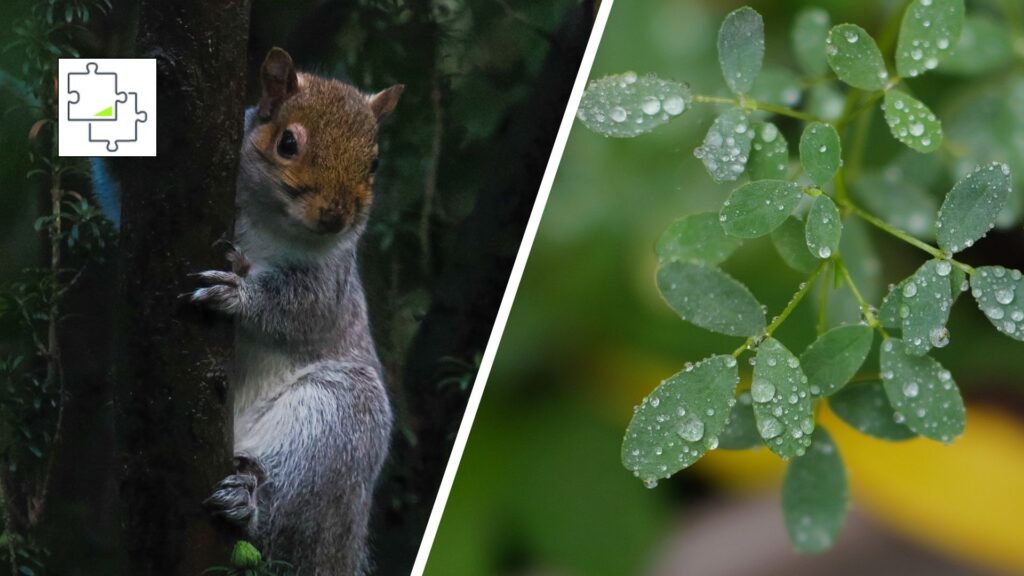A split image showing a squirrel in a tree and a macro shot of raindrops on leaves, with a jigsaw puzzle icon laid over the top